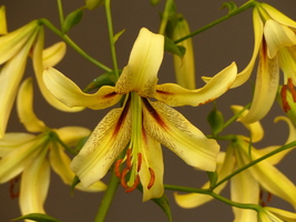 Foto: Dr. Peter Müller